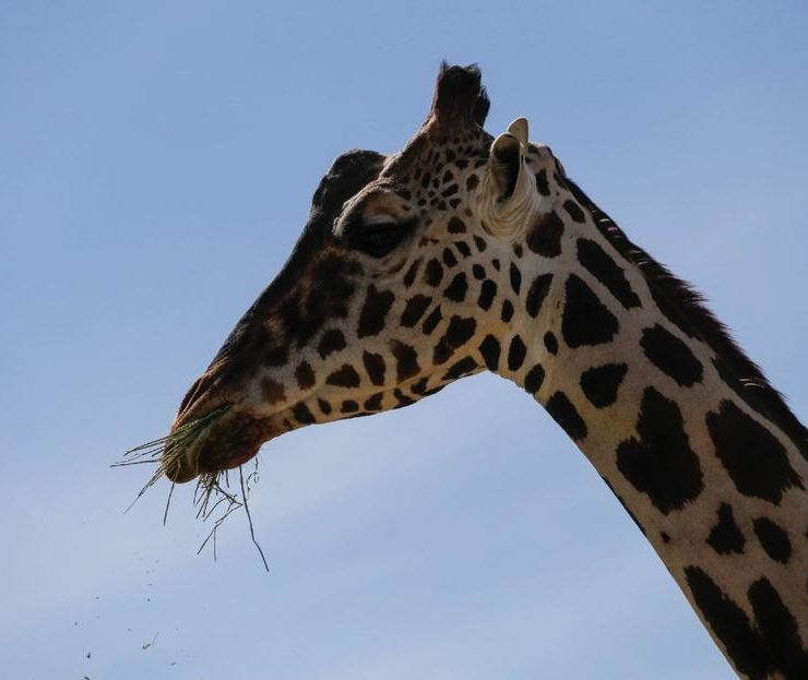 ¡Llega Jirafa Benito a Africam Safari!