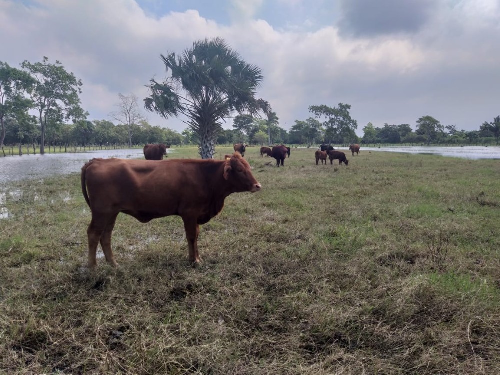 Robo de ganado afecta a ganaderos campechanos