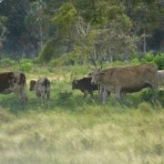 Robo de ganado afecta a ganaderos campechanos