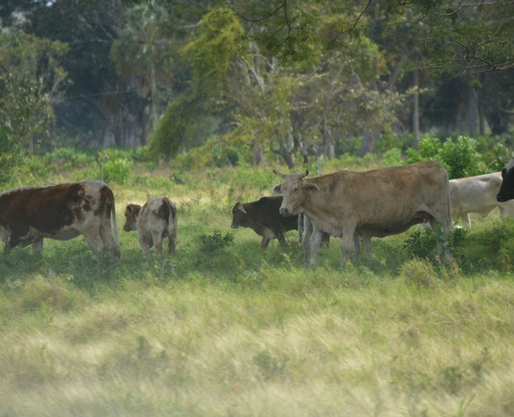 Robo de ganado afecta a ganaderos campechanos