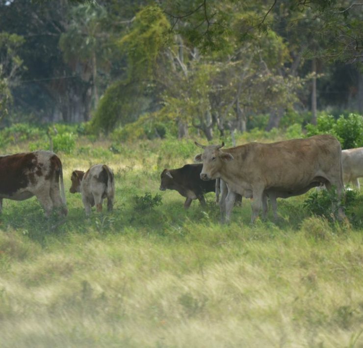 Robo de ganado afecta a ganaderos campechanos