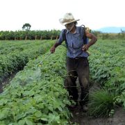 Apoyos de SDA no han llegado al 100% a los agricultores