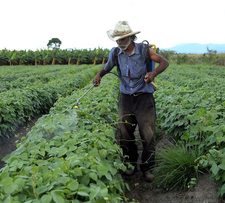 Apoyos de SDA no han llegado al 100% a los agricultores