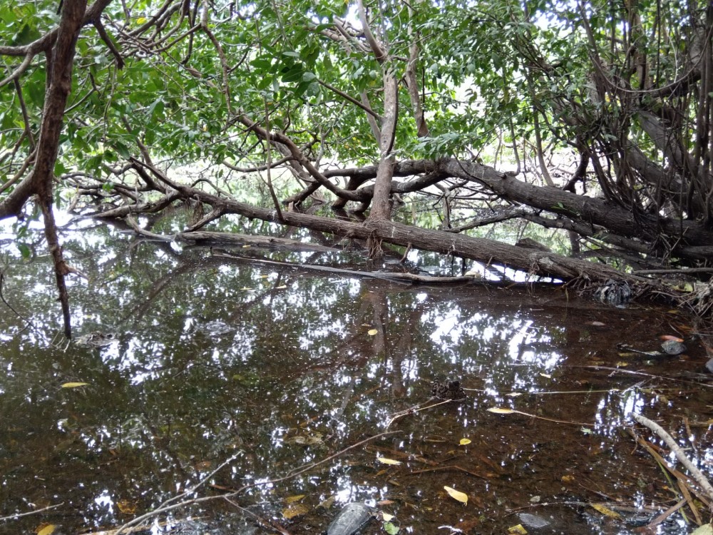 Piden a las autoridades rescatar la Laguna de Guadalupe en Ciudad del Carmen