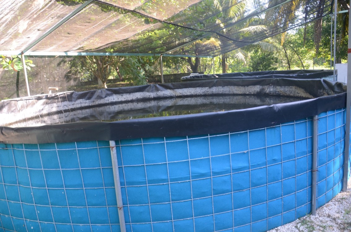 Bajas capturas de especies marinas por sobreexplotación y cambio climático 