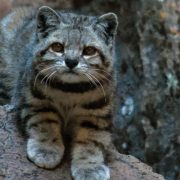 Un gato andino es avistado en Neuquén