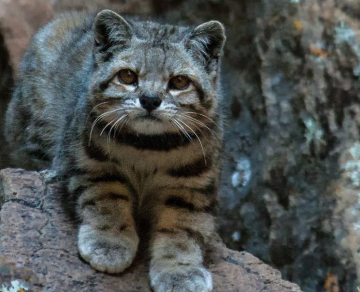 Un gato andino es avistado en Neuquén