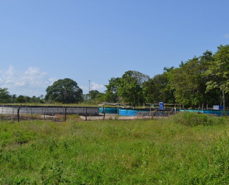 Proyecto de acuacultura de nueve cooperativas tiene un 90% de avance