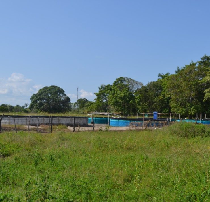 Proyecto de acuacultura de nueve cooperativas tiene un 90% de avance