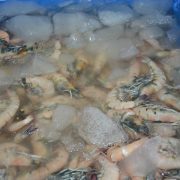 Bajas capturas de especies marinas por sobreexplotación y cambio climático