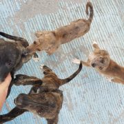 Poco personal en la Vicefiscalía de maltrato animal