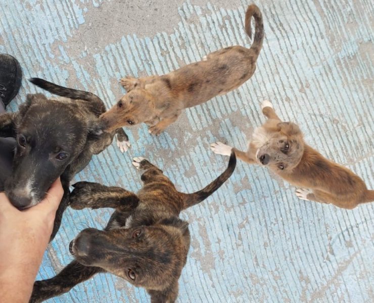 Poco personal en la Vicefiscalía de maltrato animal