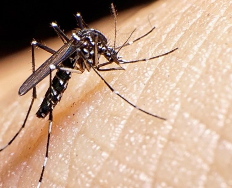 Reporta Salud 700 casos de dengue en Tabasco en lo que va del 2024