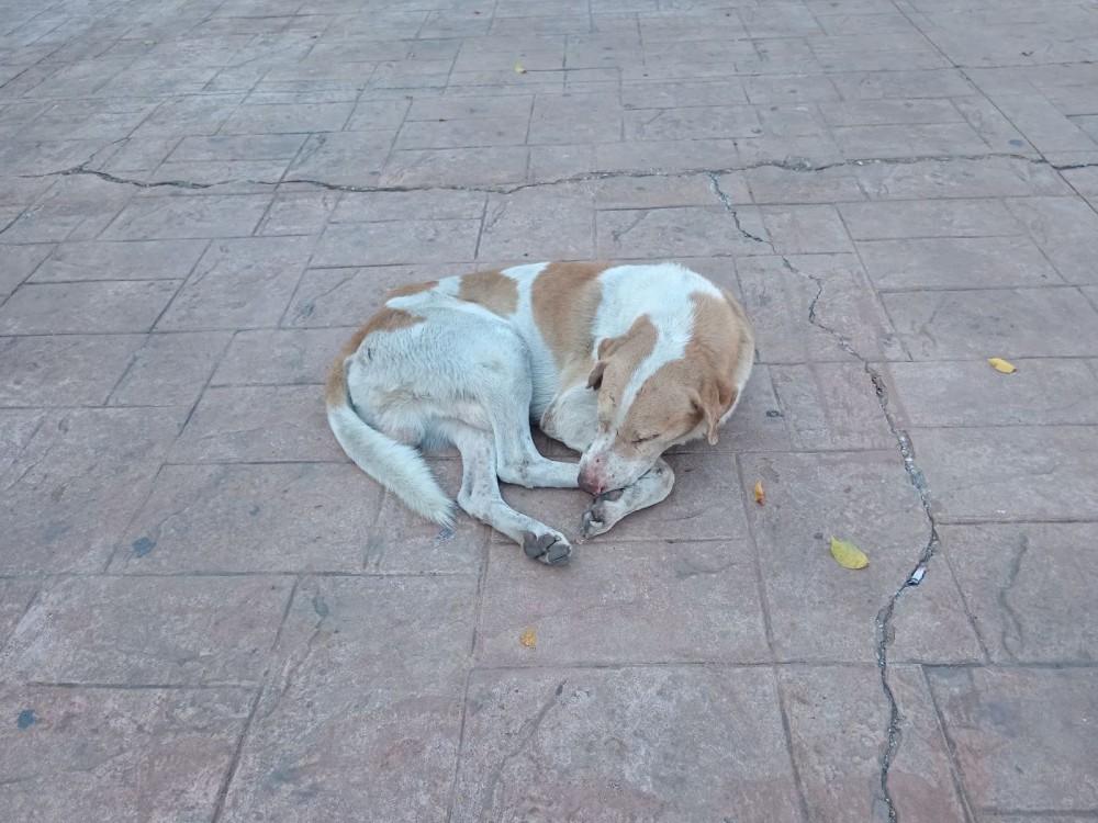 Poco personal en la Vicefiscalía de maltrato animal