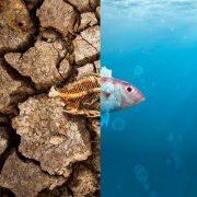 Alarmante estas son las consecuencias por el Fenómeno La Niña