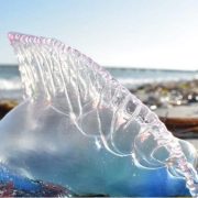 Retorno de las medusas Carabela Portuguesa también conocidas como falsas medusas, a las costas