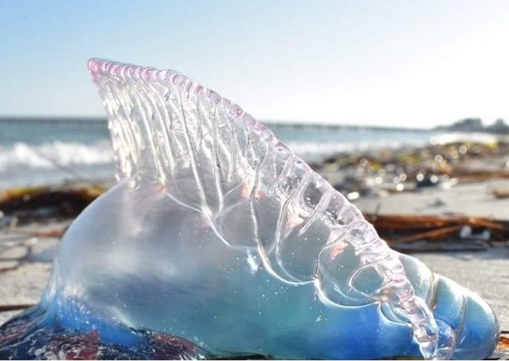 Retorno de las medusas Carabela Portuguesa también conocidas como falsas medusas, a las costas