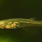 Un pez emite ruidos como un avión