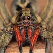 Un veneno de araña podría combatir el cáncer