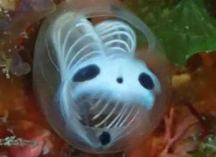 La ascidia esqueleto de panda, oficialmente conocida como Clavelina ossipandae