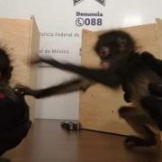 Profepa en el aeropuerto se realiza de la mano con instancias de seguridad y autoridades aeroportuarias