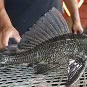 Pez diablo afecta la pesquería ribereña en el municipio de Carmen