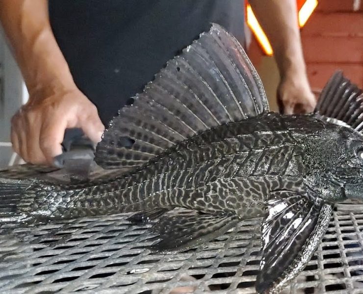 Pez diablo afecta la pesquería ribereña en el municipio de Carmen