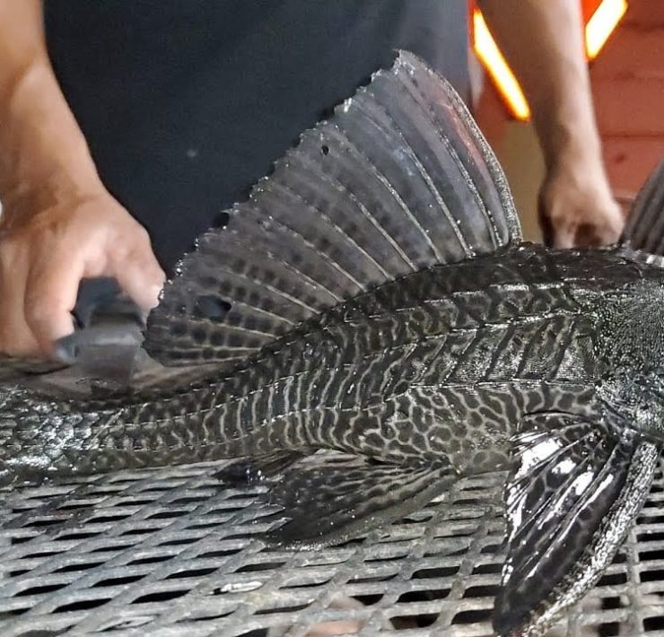 Pez diablo afecta la pesquería ribereña en el municipio de Carmen