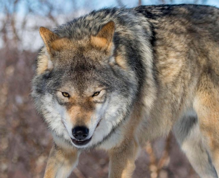 Lobos mutan en Chernóbil
