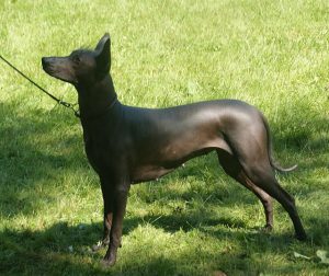 El Xoloitzcuintle es un símbolo mexicano, y en el estado de Tabasco son venerados.