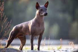 A esta raza de perros se le considera una joya arqueológica viviente.