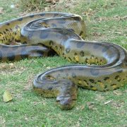 Descubren nueva especie de anaconda