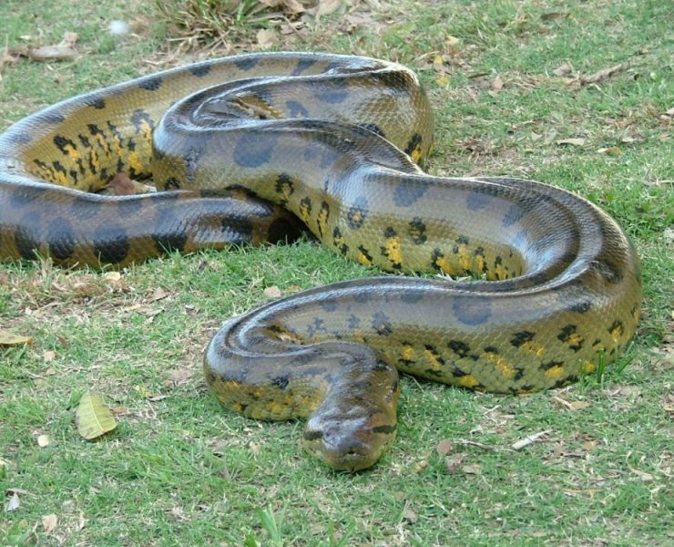 Descubren nueva especie de anaconda