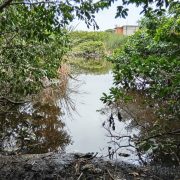 Piden a las autoridades rescatar la Laguna de Guadalupe en Ciudad del Carmen