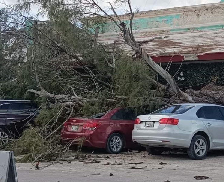 Fuertes vientos derriban un árbol, cuatro vehículos quedaron atrapados bajo las ramas de un árbol