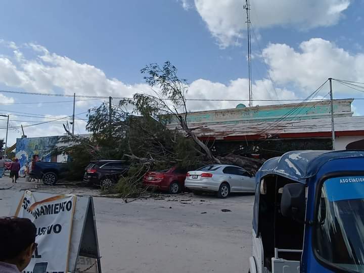 El árbol, con alrededor de 20 años de antigüedad, sucumbió ante la intensidad de los vientos