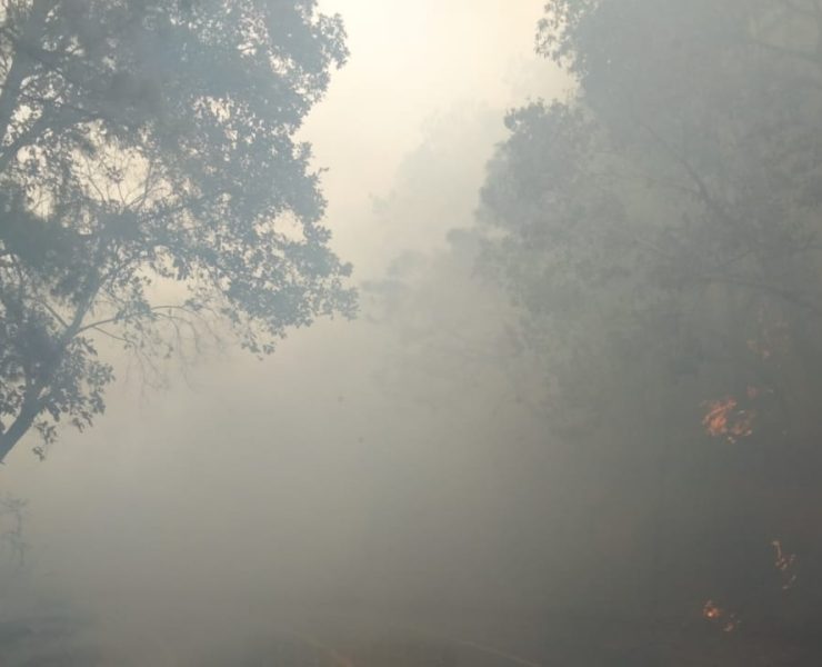 Fuerte incendio consume bosque de la Sierra Norte de Oaxaca