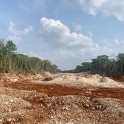 Ganadería y Tren Maya han desplazado el hábitat de especies nativas