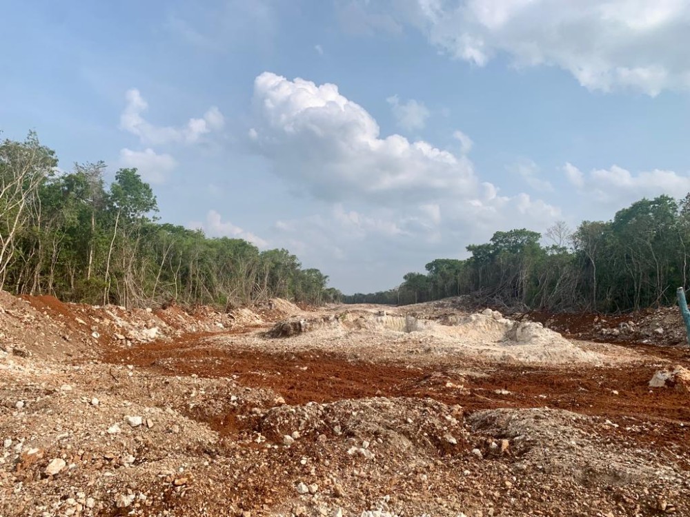 Ganadería y Tren Maya han desplazado el hábitat de especies nativas