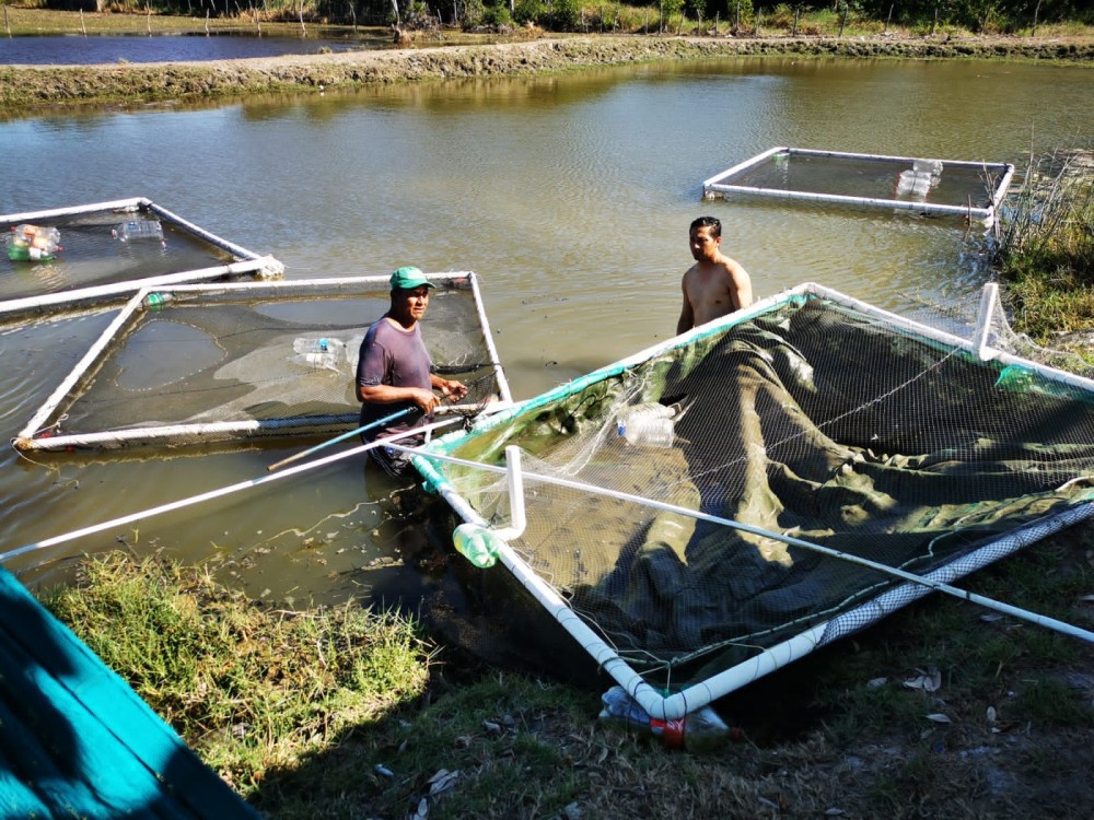 Insuficiente producción de mojarras para cubrir la demanda de Semana Santa