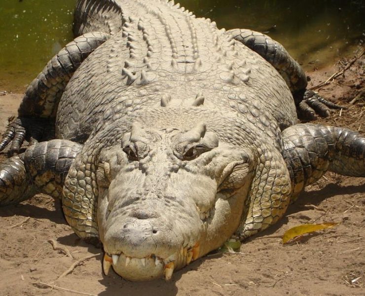 Mujer pelea contra cocodrilo