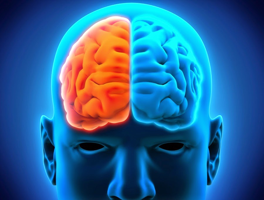 Encuentran un cerebro milenario