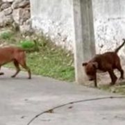 3 perros Pitbull atacan a 2 perros y matan a uno en Acanceh