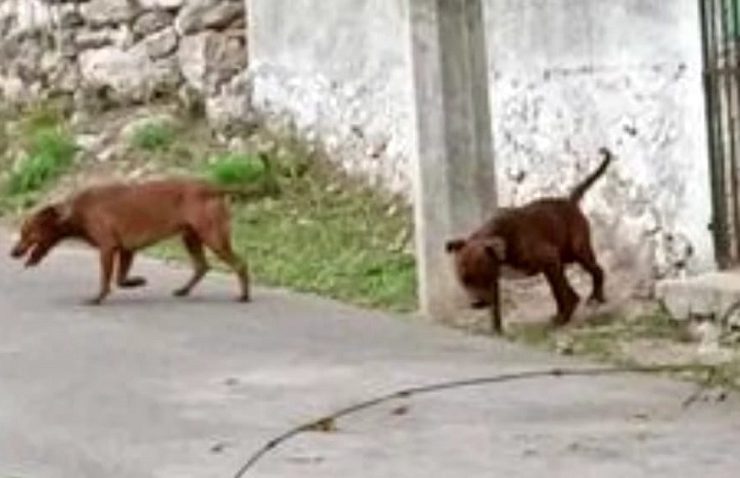 3 perros Pitbull atacan a 2 perros y matan a uno en Acanceh
