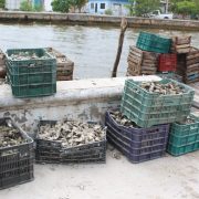 Gente de Tabasco está acabando con los bancos ostioneros