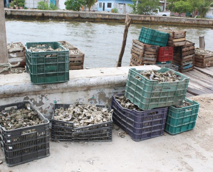 Gente de Tabasco está acabando con los bancos ostioneros