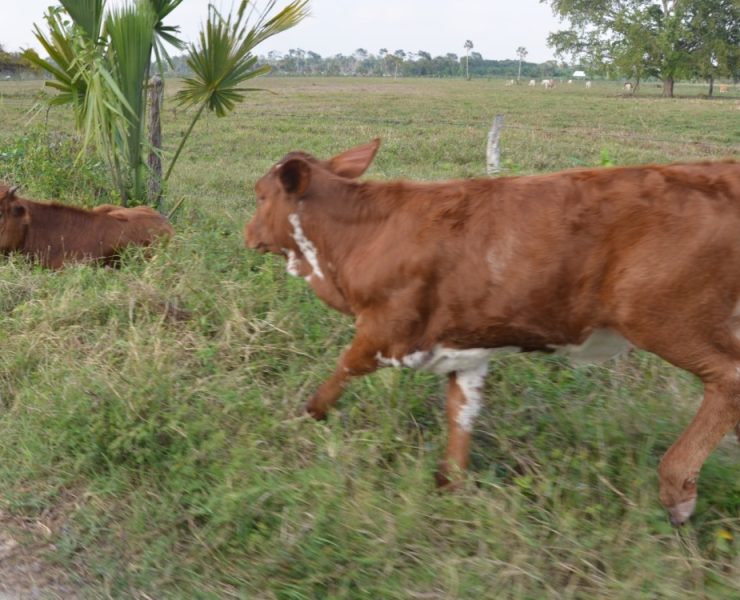 Temperaturas altas afectan al hato ganadero de Atasta