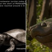 Encuentran fósiles de una tortuga gigante