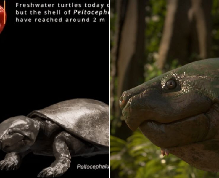 Encuentran fósiles de una tortuga gigante