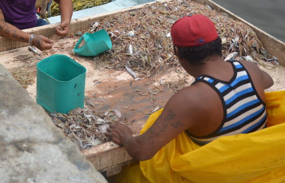 Precio del camarón estable por baja demanda